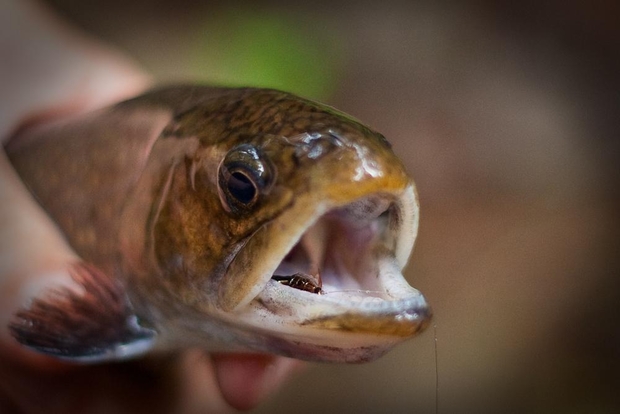 Brook trout like this one are less heat tolerant than browns and rainbows. Small brook trout