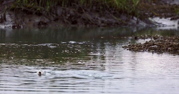 South Carolina Redfish Eating Shrimp