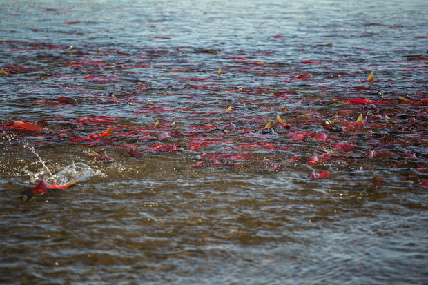 Sockeye salmon stage at the mouth of a tiny creek in the Bristol Bay region of Alaska. Bristol Bay Sockeye Staging
