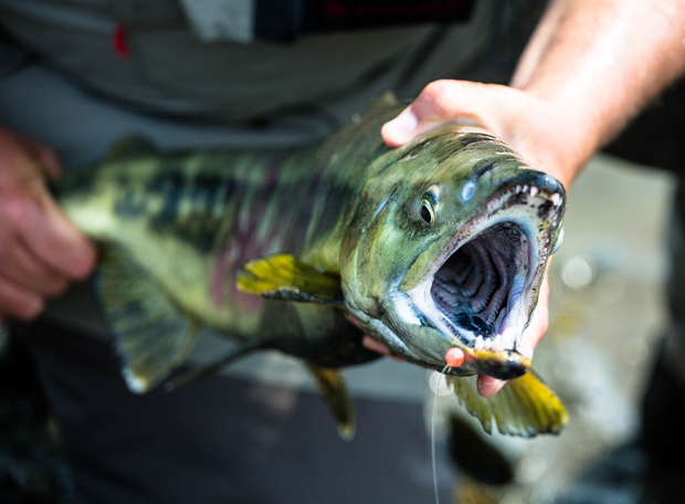 Chris Hunt holds an egg-eating chum salmon. Tongass Chum Salmon