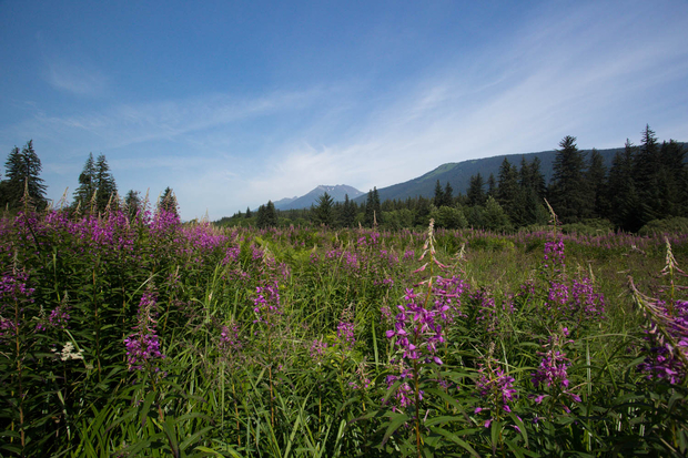 Not your average streamside walk. Streamside Tongass National Forest