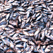 Menhaden Harvest