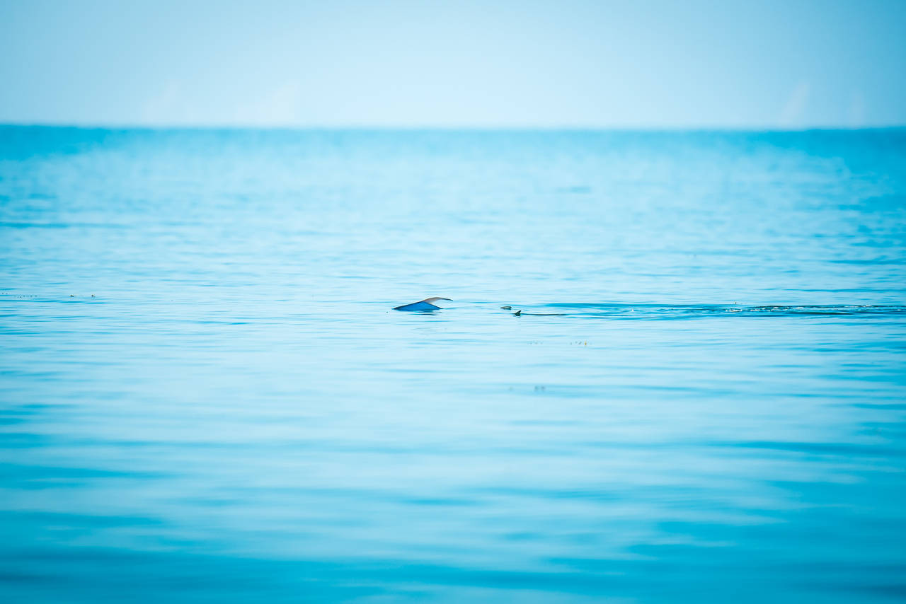 This runner-up image from photographer Oliver Rogers perfectly captures the inspiration for of this year's contest: permit. If you've spent any time chasing permit, this shot will undoubtedly make your heart pound. RUNNER UP: Take a deep breath