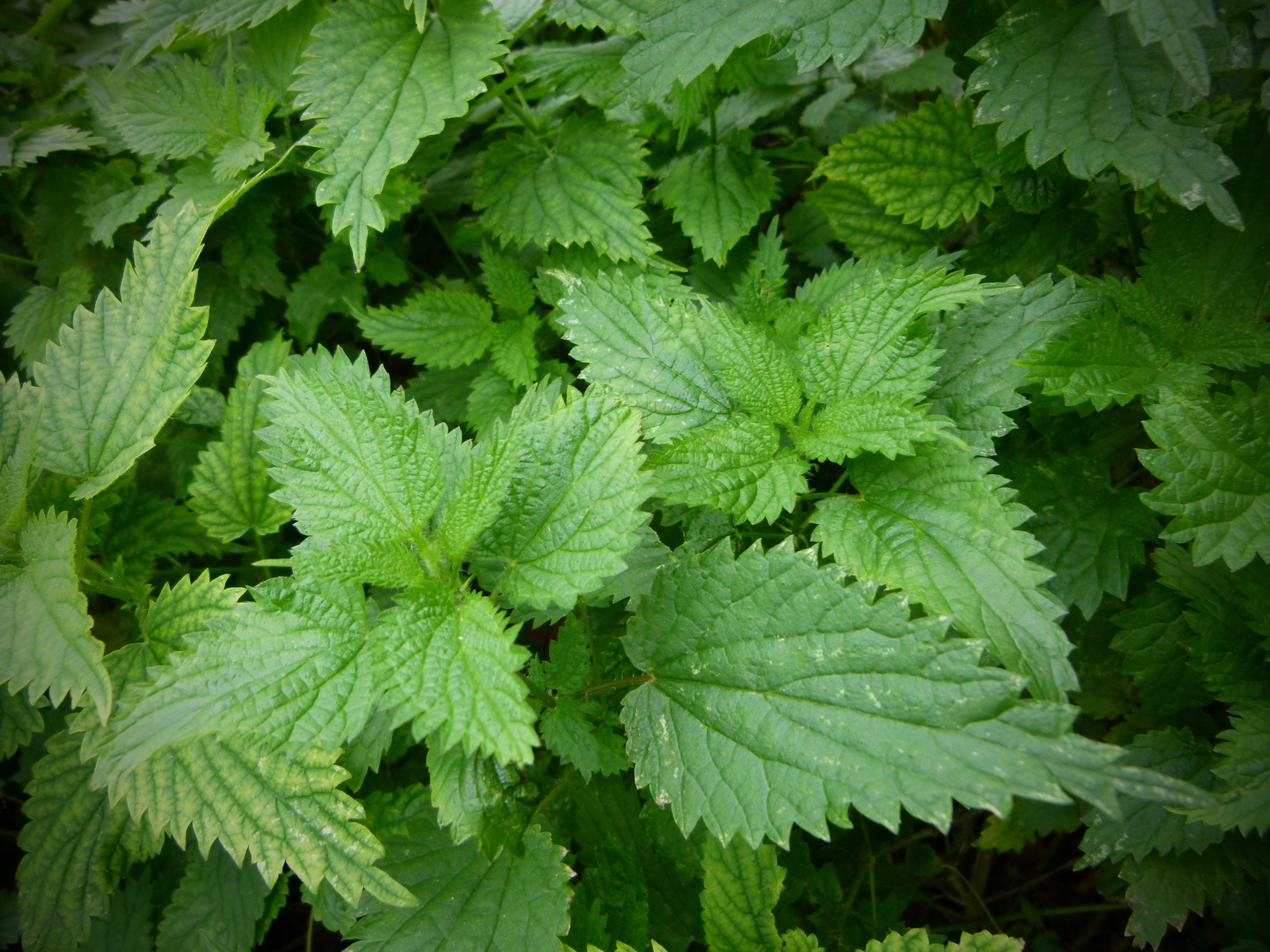 The painful but delicious stinging nettle hatch magazine fly