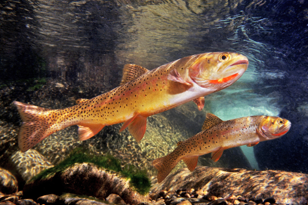 Yellowstone Cuttroat Trout - Upper Slough River Yellowstone Cuttroat Trout - Upper Slough River