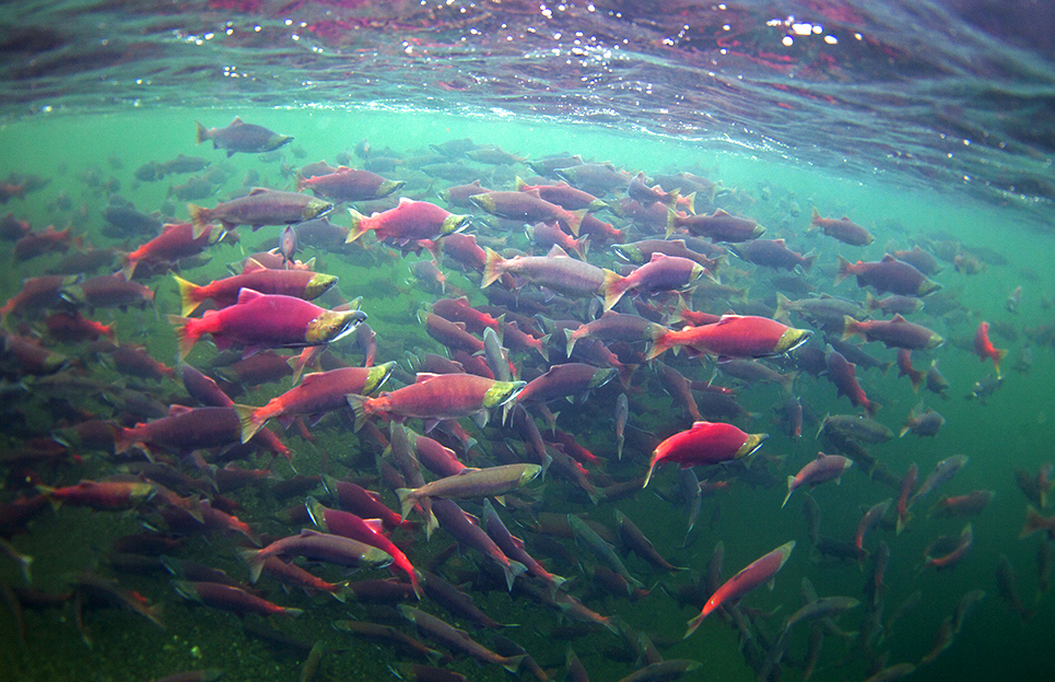 Salmon Kanektok River