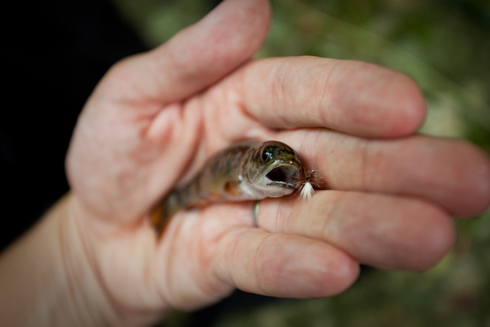 Wild Brook Trout 1