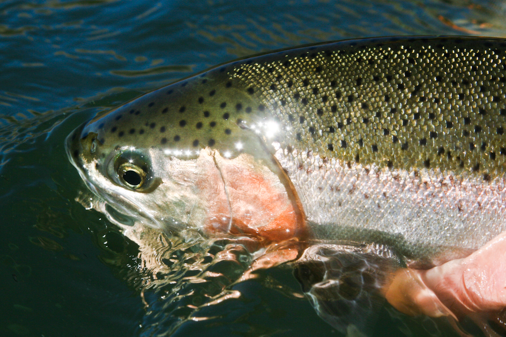 Larimer Steelhead 11