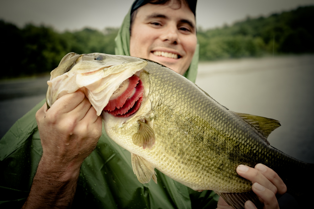 Largemouth Bass