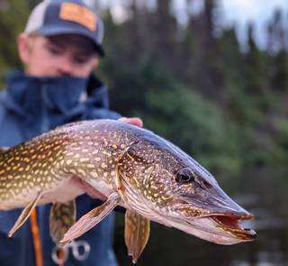labrador pike
