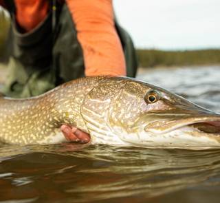 pike canada