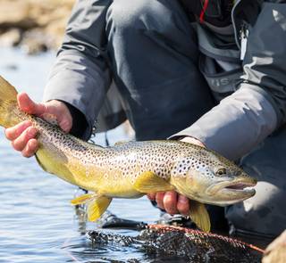 iceland brown trout