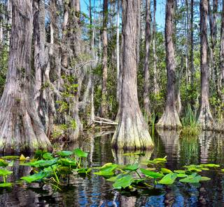 okefenokee swamp