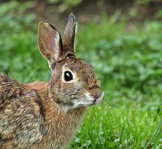 rabbit