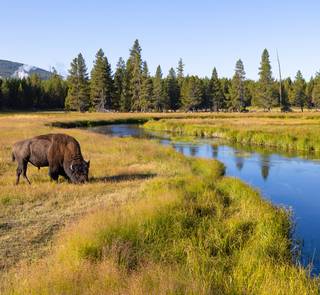 bison grazing gibbon river yellowstone national park