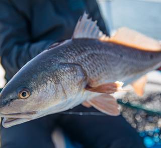 redfish fly fishing
