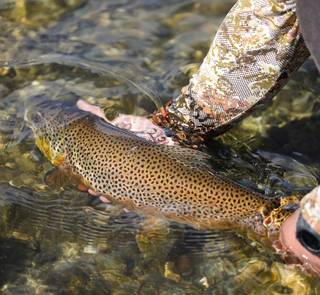 bighorn river brown trout