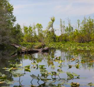 okefenokee swamp