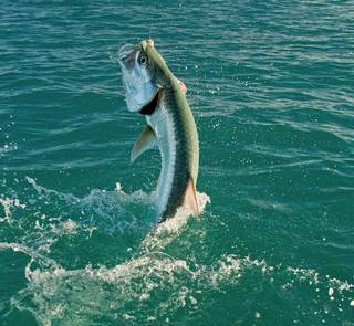 tarpon leap