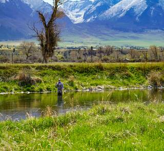 spring creek fly fishing