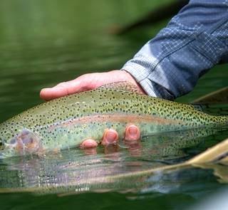Kootenai River rainbow trout