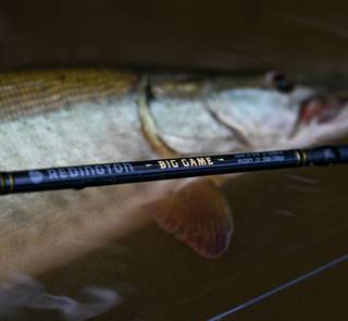 redington big game rod next to musky