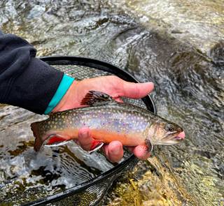brook trout pigeon river