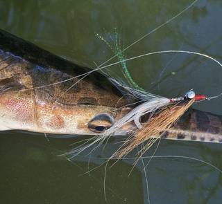 gar with fly in mouth