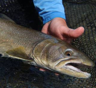 A British Columbia bull trout