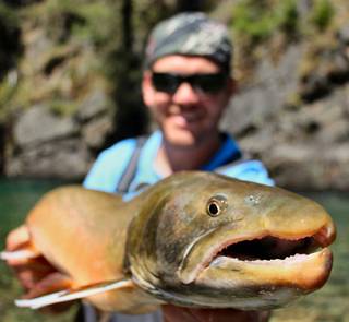 canada bc bull trout
