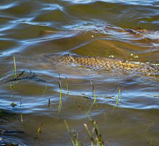 cruising carp