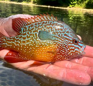longear sunfish