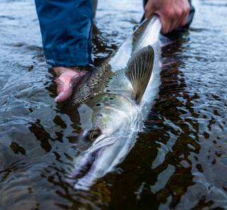 flowers river atlantic salmon