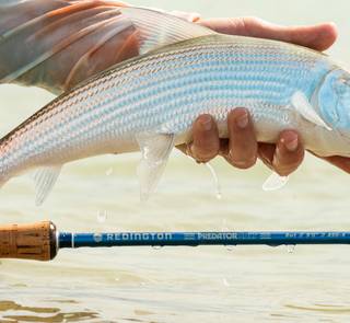redington predator salt