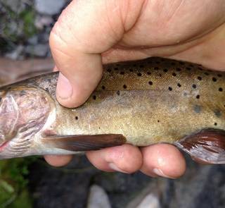 bonneville cutthroat trout