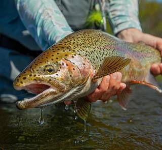 Bristol Bay rainbow trout 