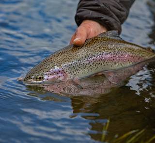 rainbow trout with dry fly in mouth