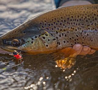 rio munoz brown trout chile