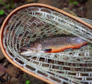 brook trout