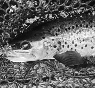 brown trout with hair spider fly in mouth