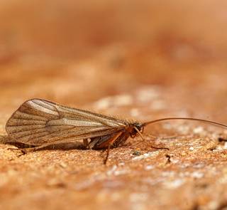 adult caddis macro photo