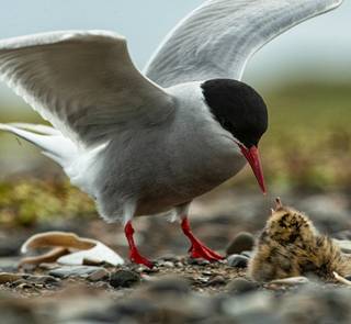 wildlife western arctic reserve