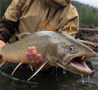 bull trout canada