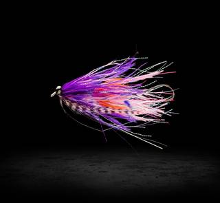 purple intruder fly