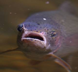 trout sipping a mayfly