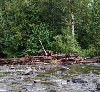 Logjam on the Salmon River, OR 