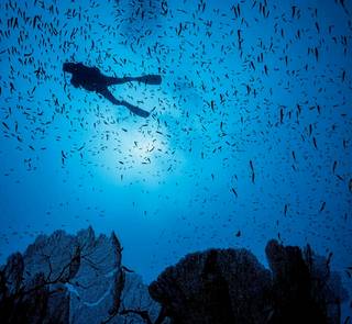 marine protected area diver swimming