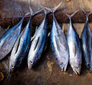 tuna on display at a market