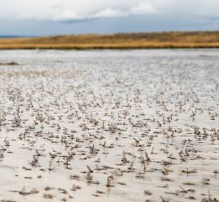 huge mayfly hatch henry's fork