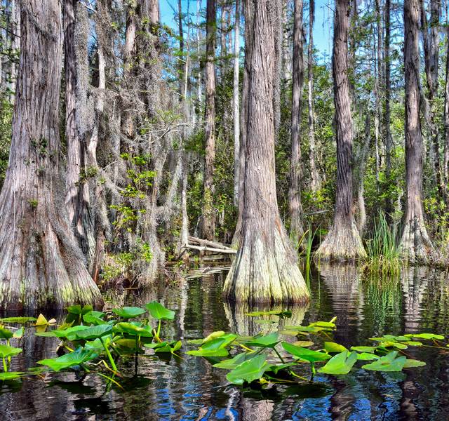 okefenokee swamp